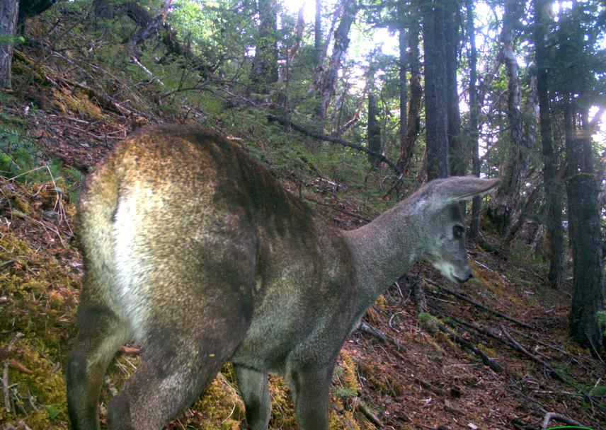 Musk deer.