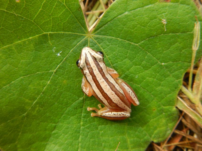 Afrixalus sp.