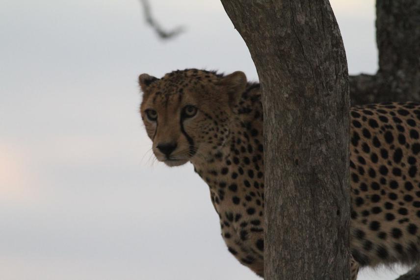 20356-1Cheetah 1.jpg