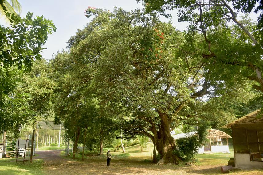 Ficus cotinifolia.