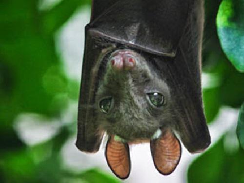 Eidolon Helvum bat at Uhuru Gardens site Mombasa.