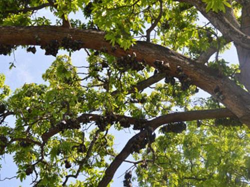 Eidolon Helvum bats at Uhuru Gardens.