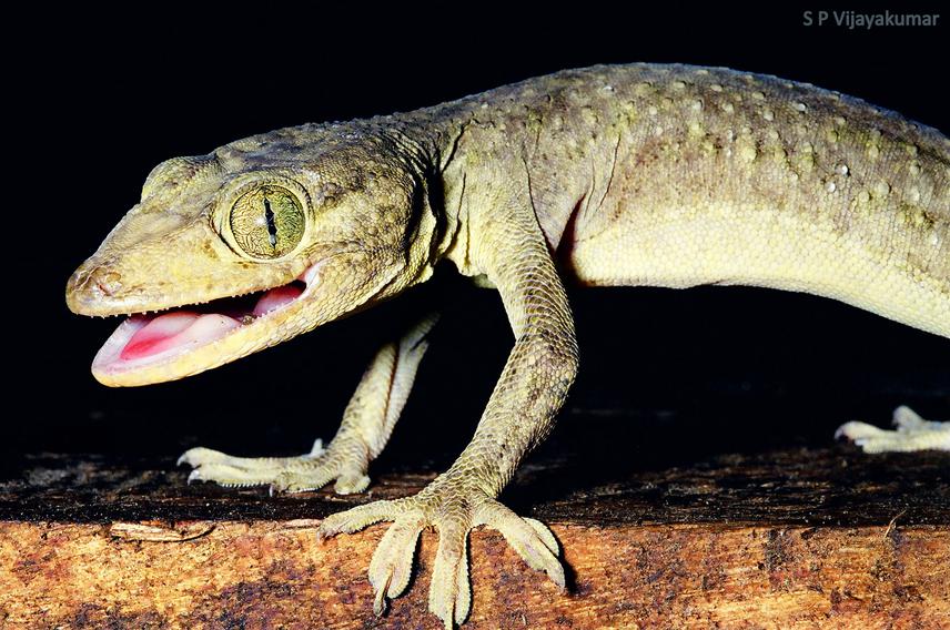 Andaman Giant Gekko, Gekko verrauxi. Photo by S P Vijayakumar.