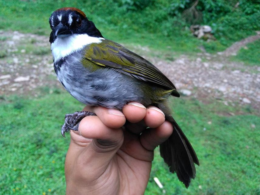 Some of the seed dispersing bird Arremon brunneinucha.
