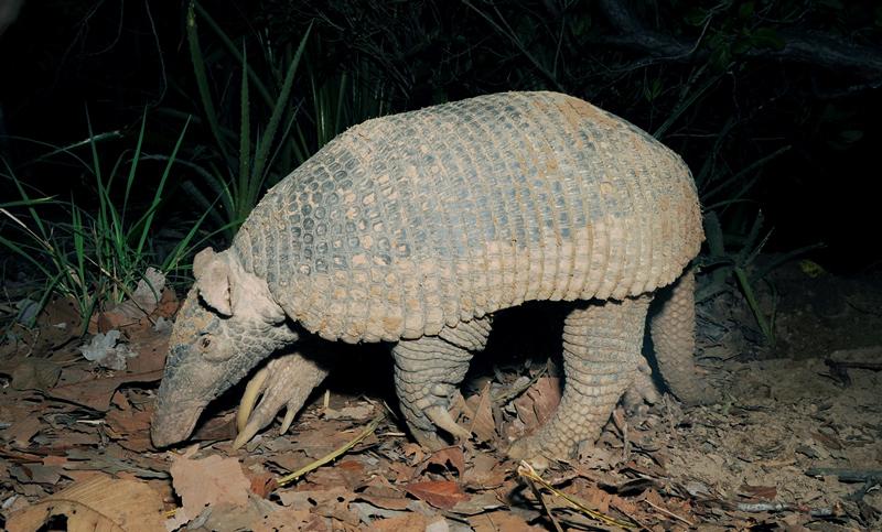 20502-1 5) Picture_Giant armadillo_prop.ofADesbiez.jpg