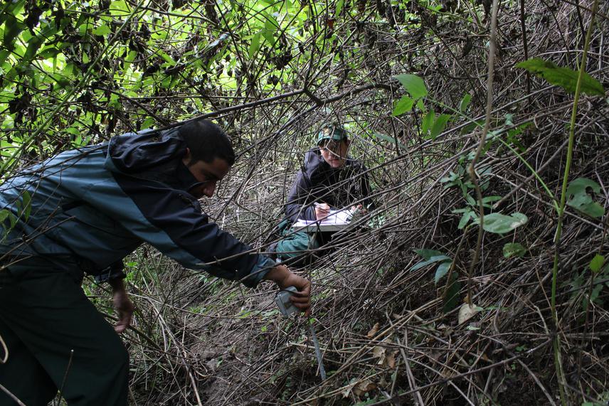 Counting regeneration of dominant tree species.