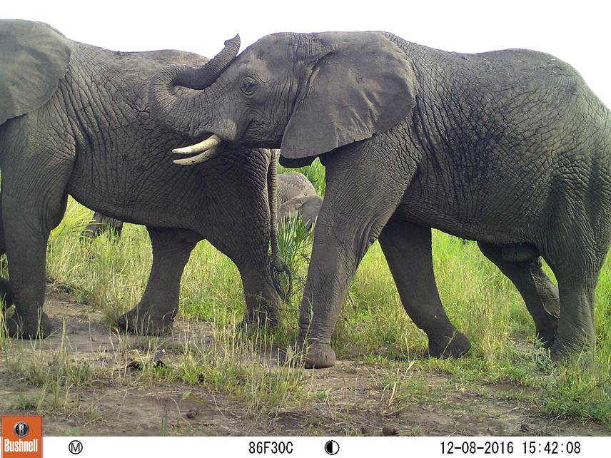 Elephants.