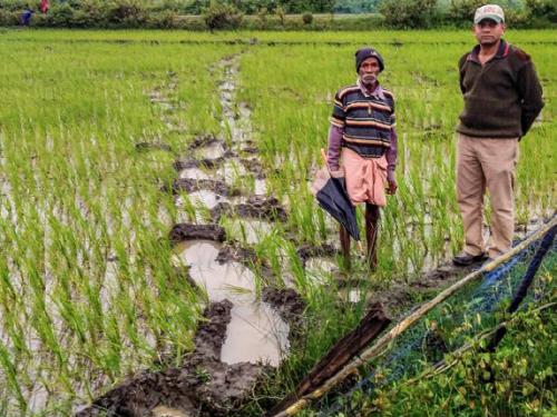 A farmer (left) shows a Wild Seve field assistant the tell-tale marks left by elephant feet across a rice paddy field that lies in the path of their migration. ©CWS.