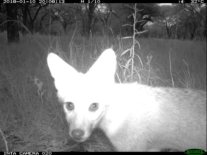 Zorro gris (Pseudalopex gymno-cercus) registrado mediante cámara-trampa en Dpto La Paz durante enero de 2018.