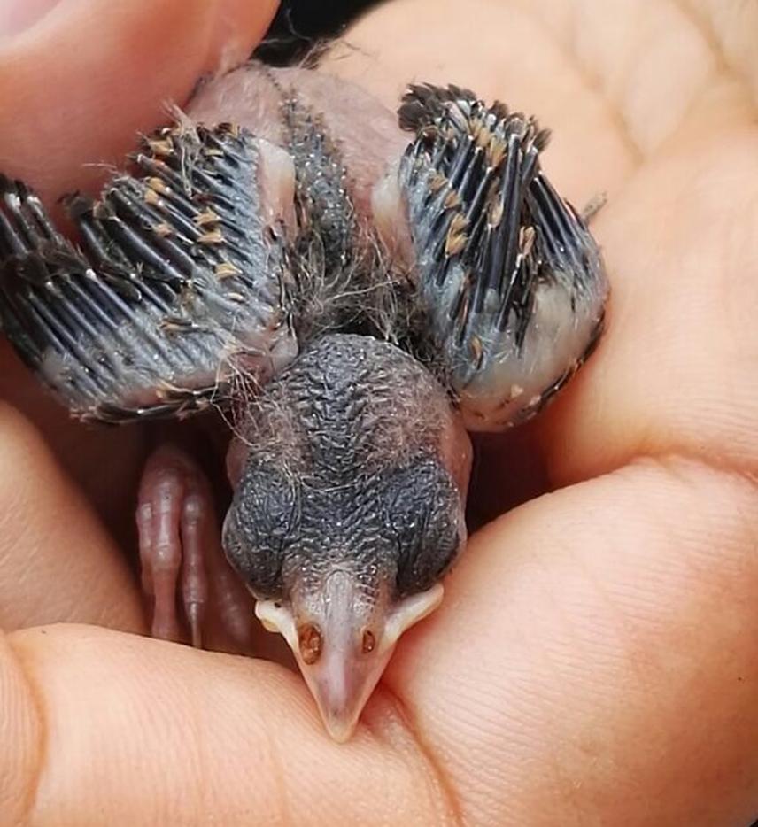 20594-1 Finch nestling.png