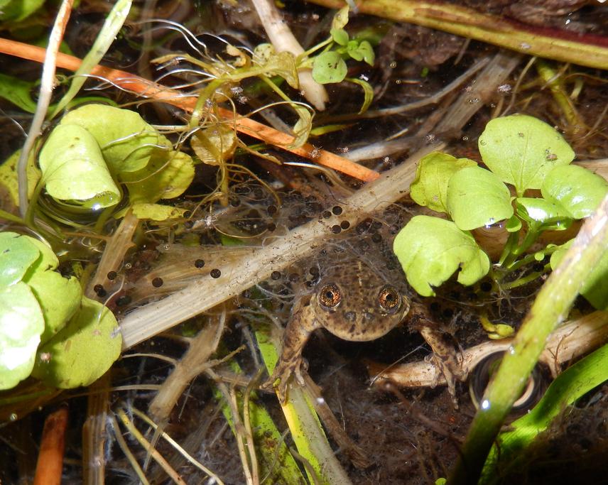 Valcheta frog and its clutch.