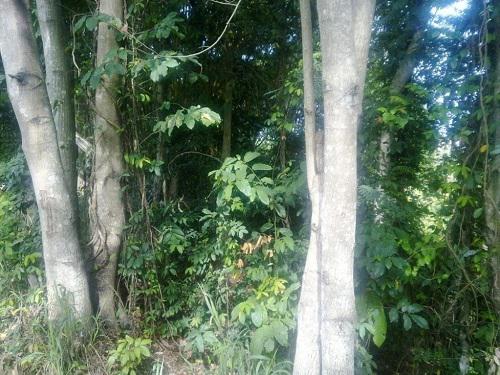 Degraded forest reforested.
