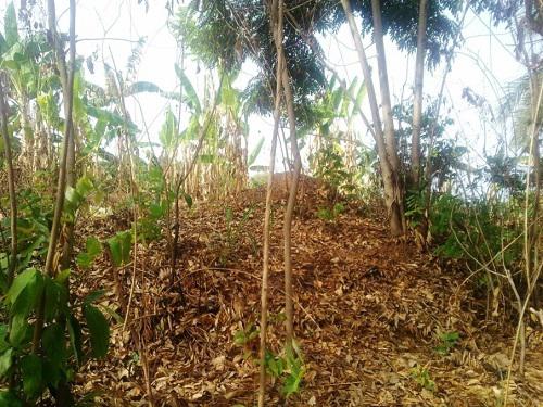 Potential site for reforestation.