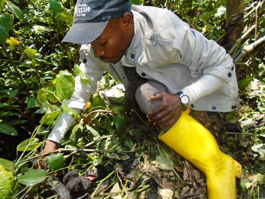 Our team collecting data on a nest site in the Mwana forest. © Felix Fazili from IGH.