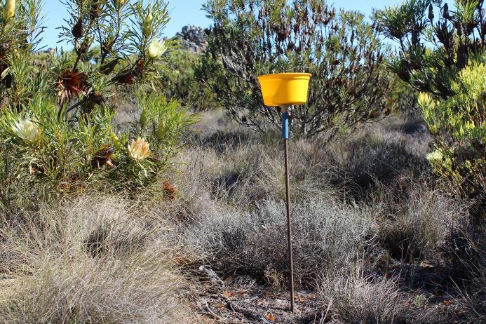 Elevated Pan trap for collection of visiting insects.