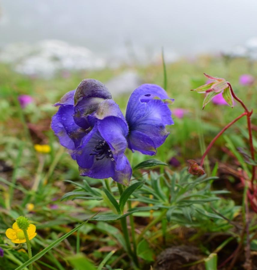 Aconitum violaceum.