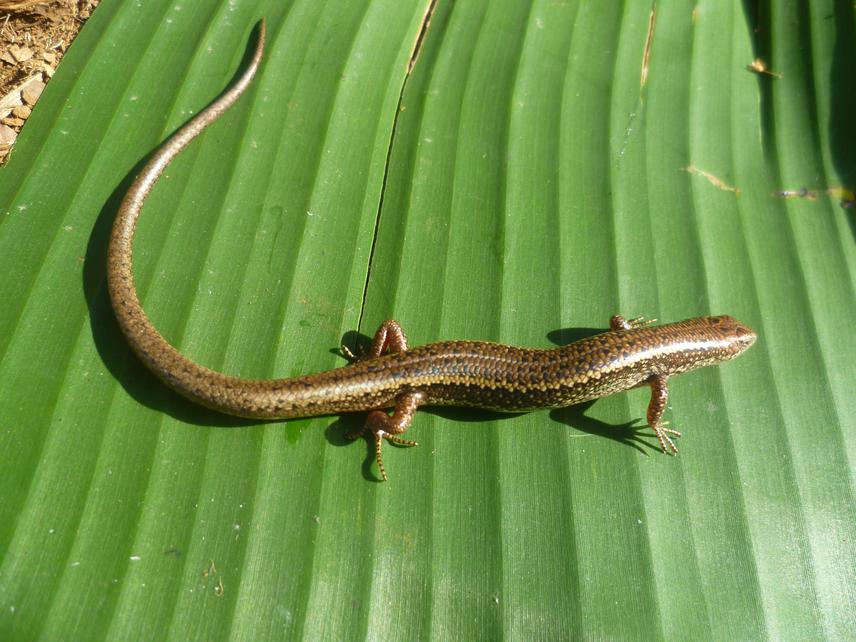 Lacertapis chriswildii.