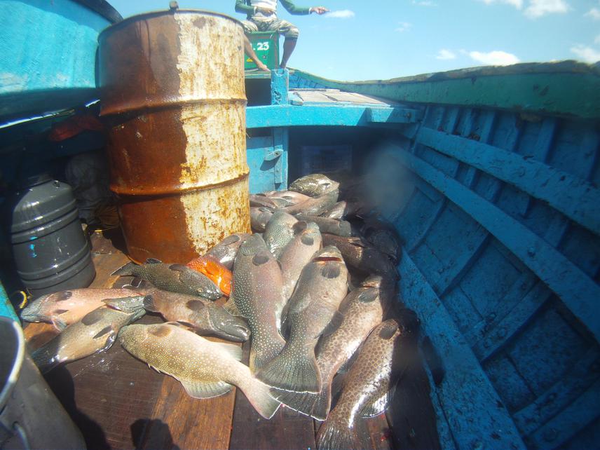 A typical catch of reef fish from spawning aggregation sites.