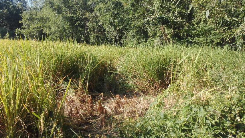 Crop damage by elephant.