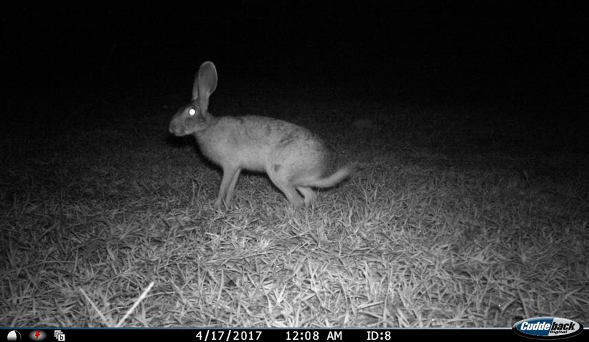 Lepus nigricollis recorded in Bhata grassland.