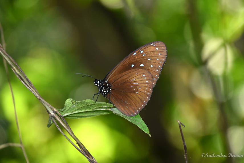 Striped Blue Crow (Euploea mulciber).
