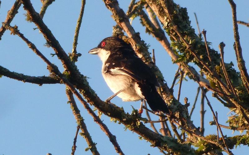 Great antshrike (Taraba major), a bird species characteristic of the forest relict. © Ernesto Verga