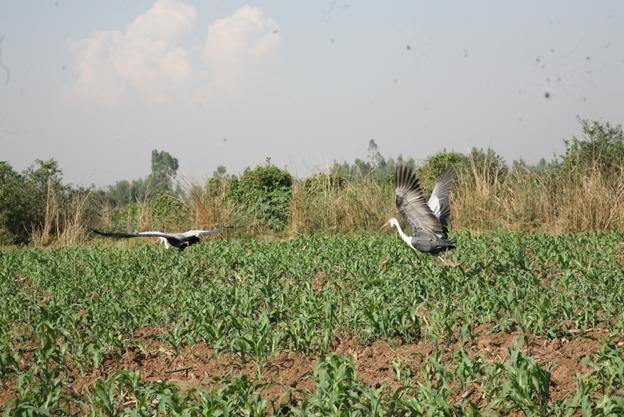 Wattled Crane pair flying to the other project site.