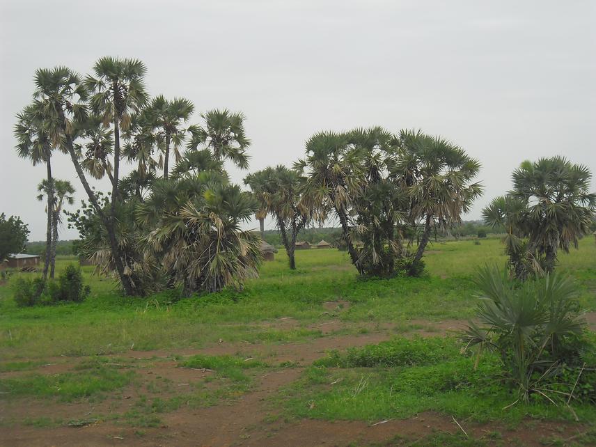 Doum palm population in natural landscape at Pouri.