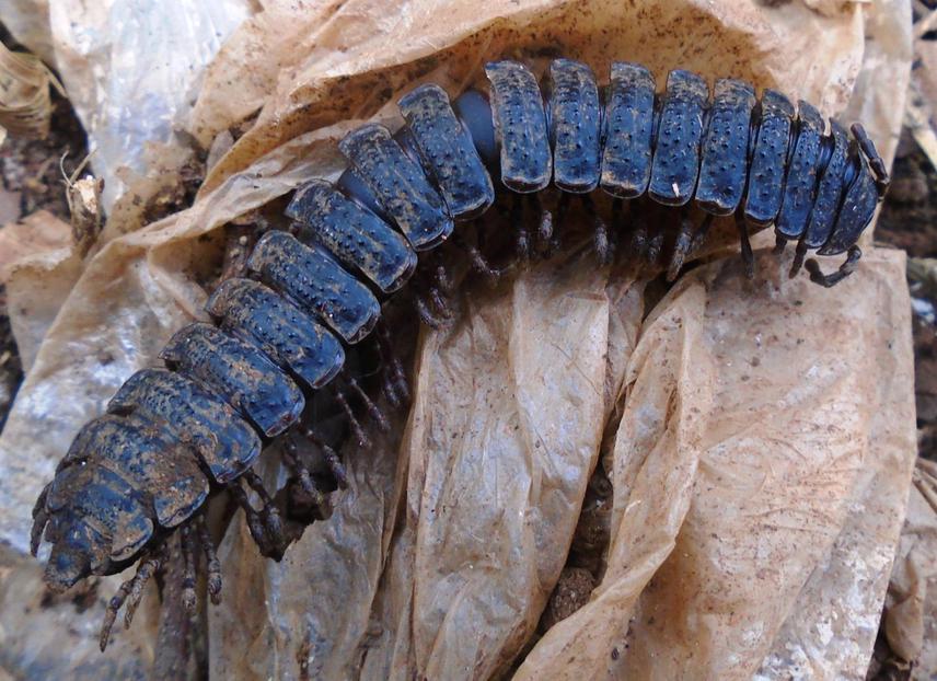 Coromus sp.