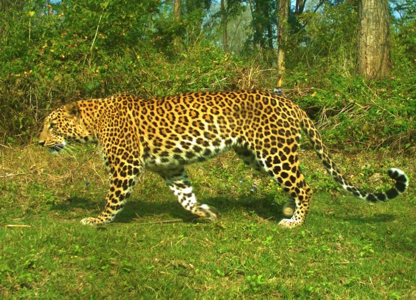 Leopard.