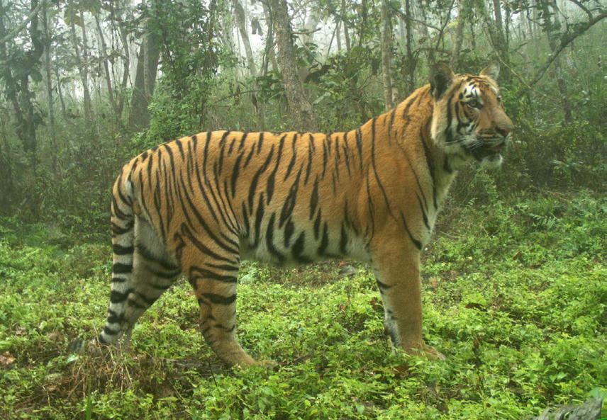 Tiger.