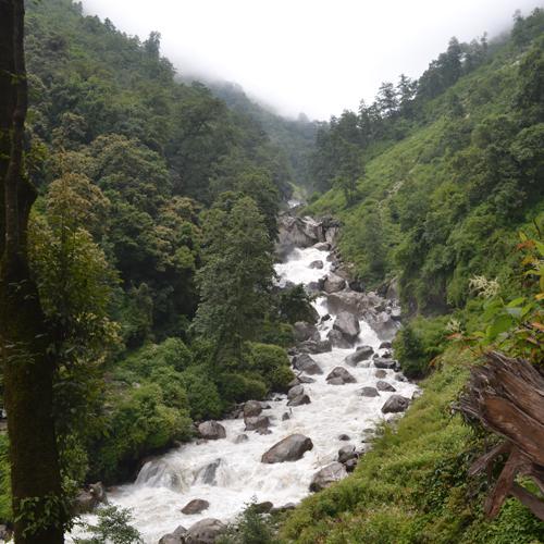 Musk deer habitat. ©Mitra Pandey.