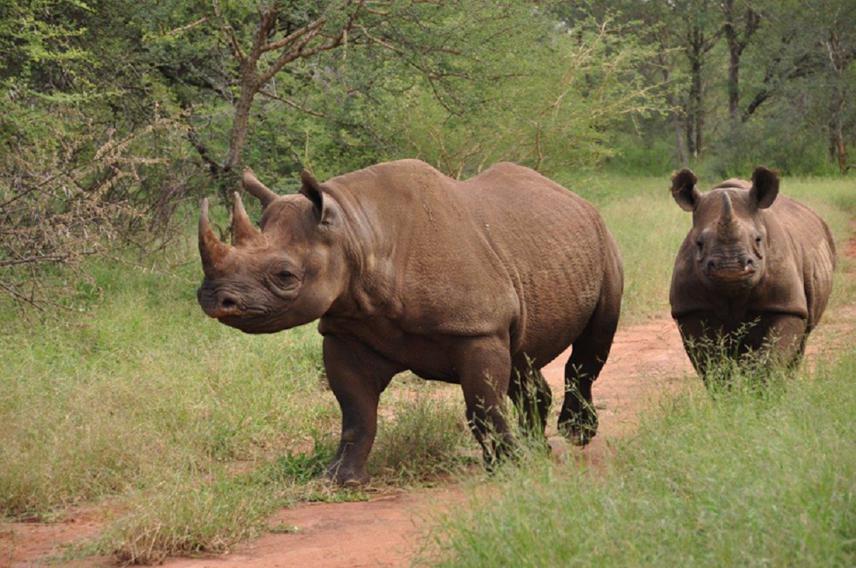 Black rhino.