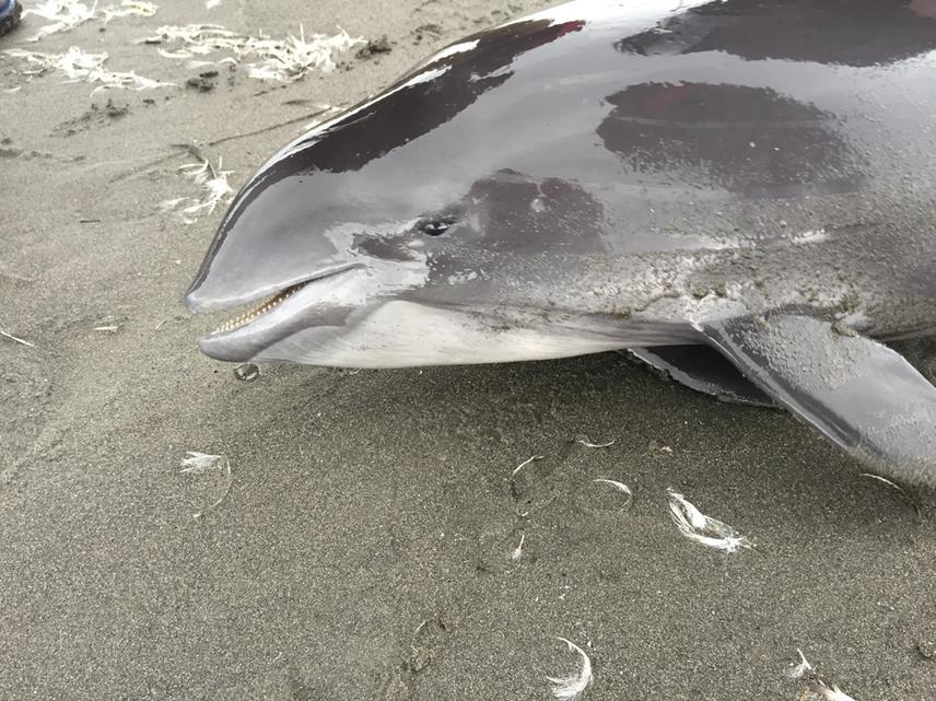 New stranded harbour porpoise.
