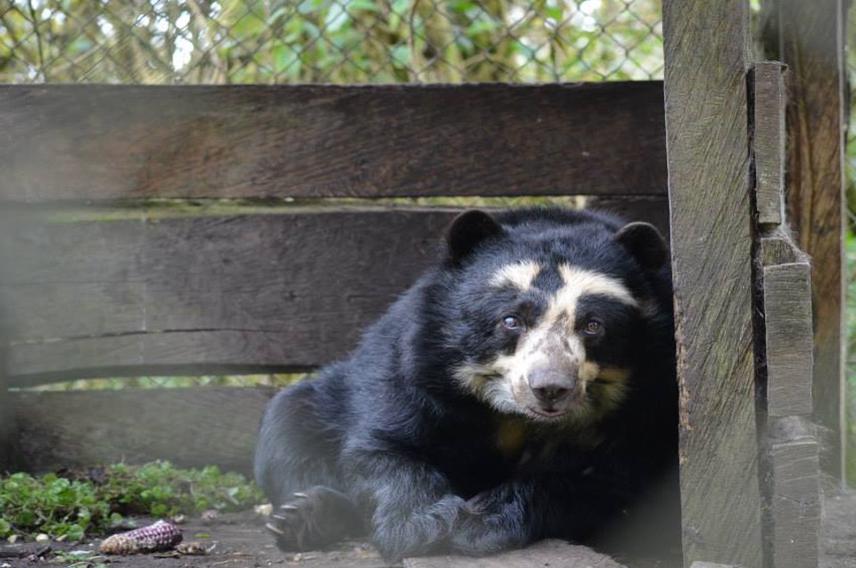 Andean Bear.