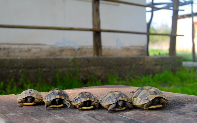 Juvenile tortoise.