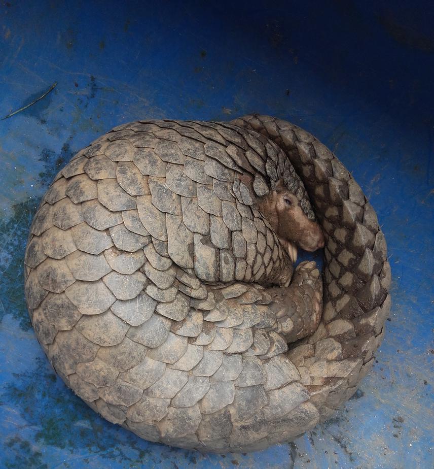 Indian pangolin (Manis crassicaudata).