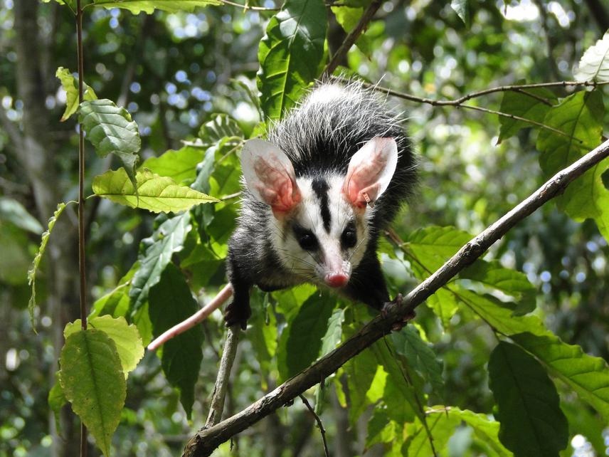 Didelphis albiventris.