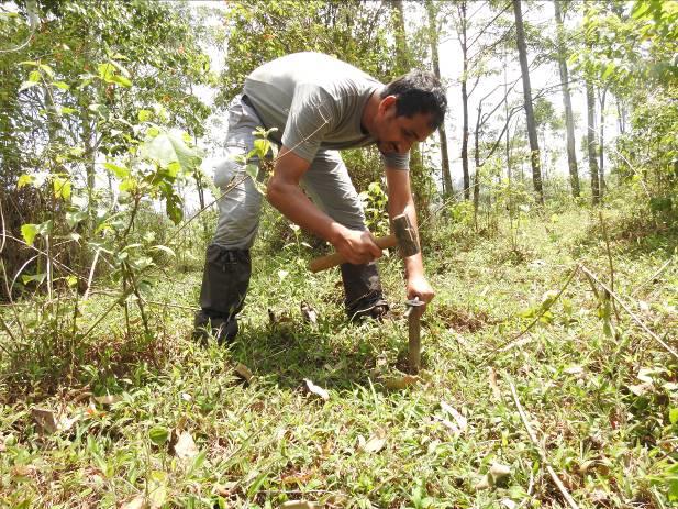 In degraded and restored rainforest fragments of the Valparai Plateau, Western Ghats, India.