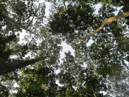 Lama Forest Reserve.