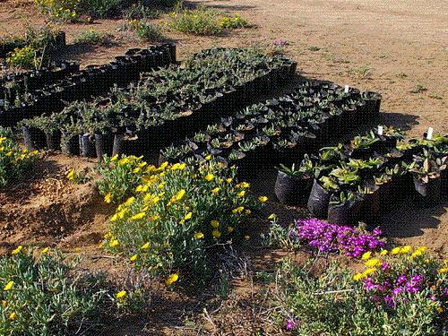 Renu-Karoo nursery.