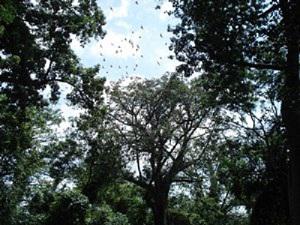 African Giant Bats that breeds in the forest.