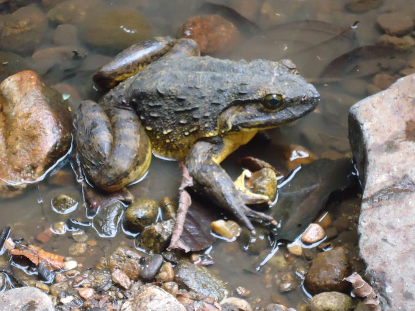 Goliath frog.