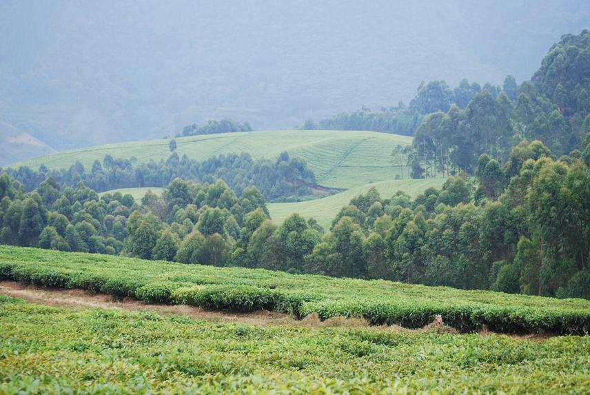 Nyungwe National Park.