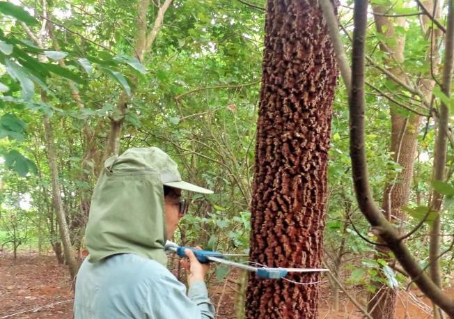 Diameter wood sample of Anadenanthera macrocarpa planted by direct seeding nine years ago. Diameter is measured at 1.30 m from the soil.
