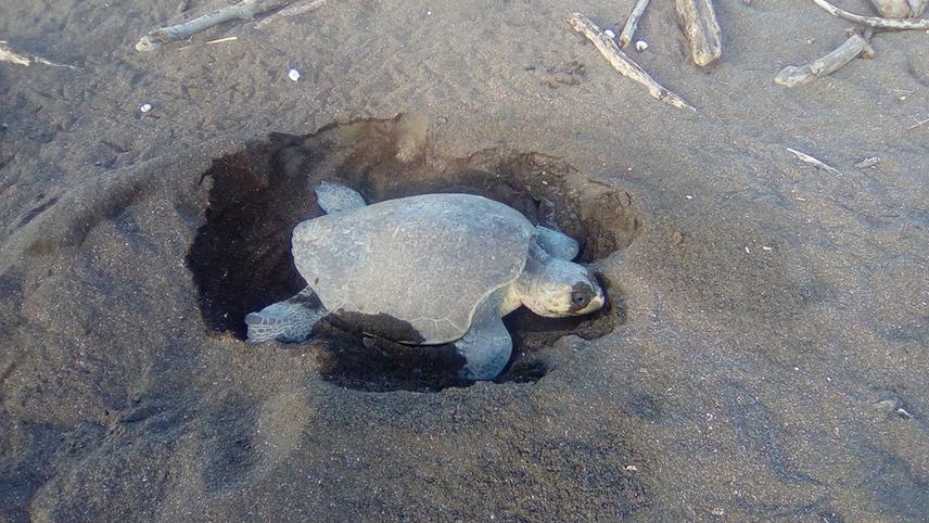 Daytime nesting event Punta Pargos 2017.