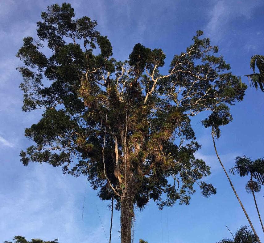 Andira Seed Tree.