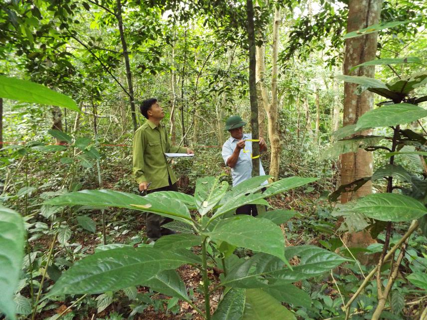 My team measure the tree dimension and identify tree name.