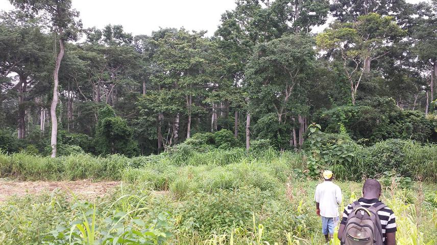 Ewè-Adakplamè Relic Forest.