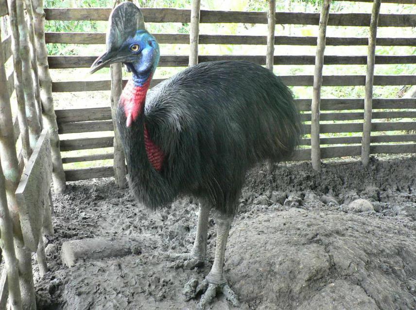 Northern Cassowary.